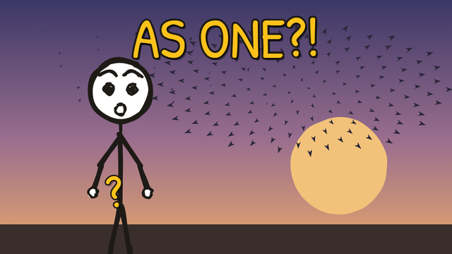 Munchrd: Why do thousands of starlings move as one?